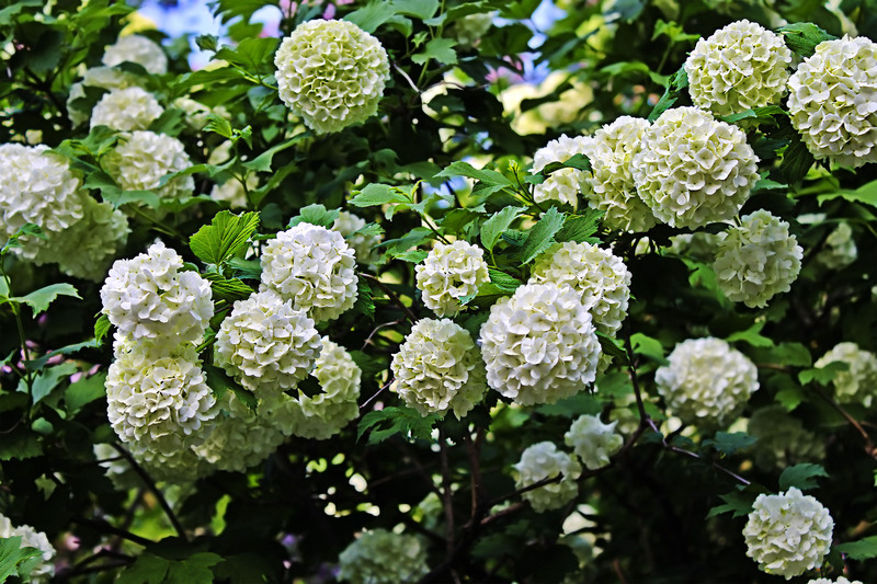 garden design landscape design
